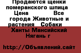 Продаются щенки померанского шпица › Цена ­ 45 000 - Все города Животные и растения » Собаки   . Ханты-Мансийский,Нягань г.